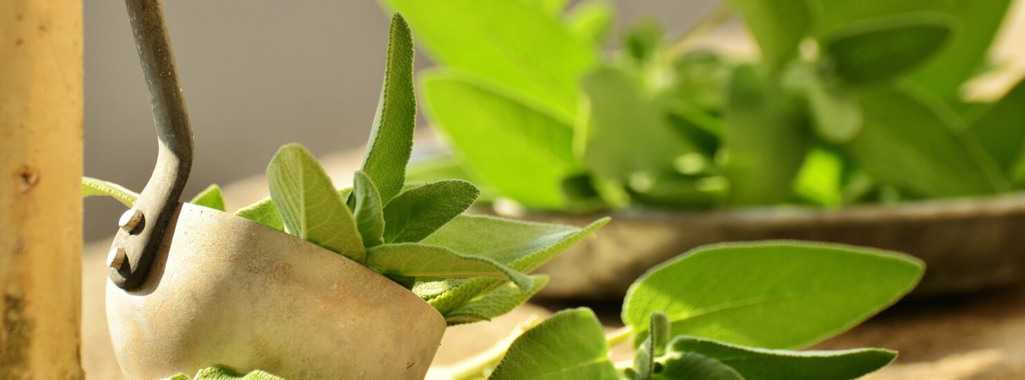sage